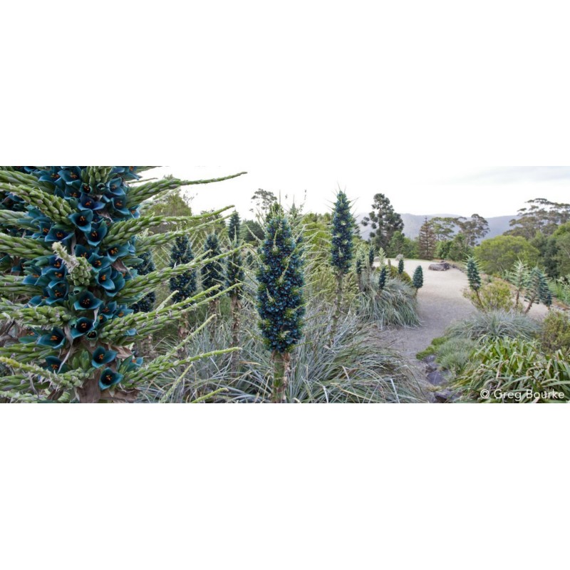 Semi blu di Puya (Puya berteroniana) | Seeds Shop Store