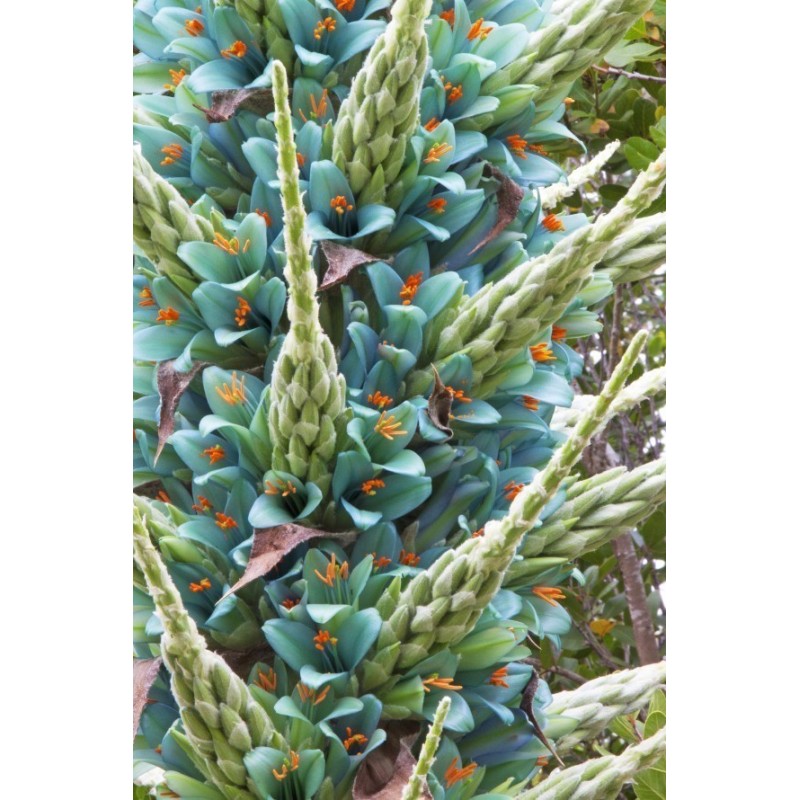 Semi blu di Puya (Puya berteroniana) | Seeds Shop Store