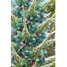 Semi blu di Puya (Puya berteroniana) | Seeds Shop Store