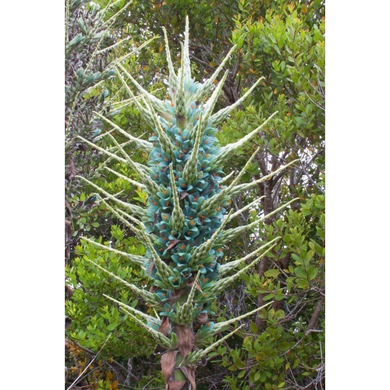 Semi blu di Puya (Puya berteroniana) | Seeds Shop Store