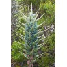 Semi blu di Puya (Puya berteroniana) | Seeds Shop Store