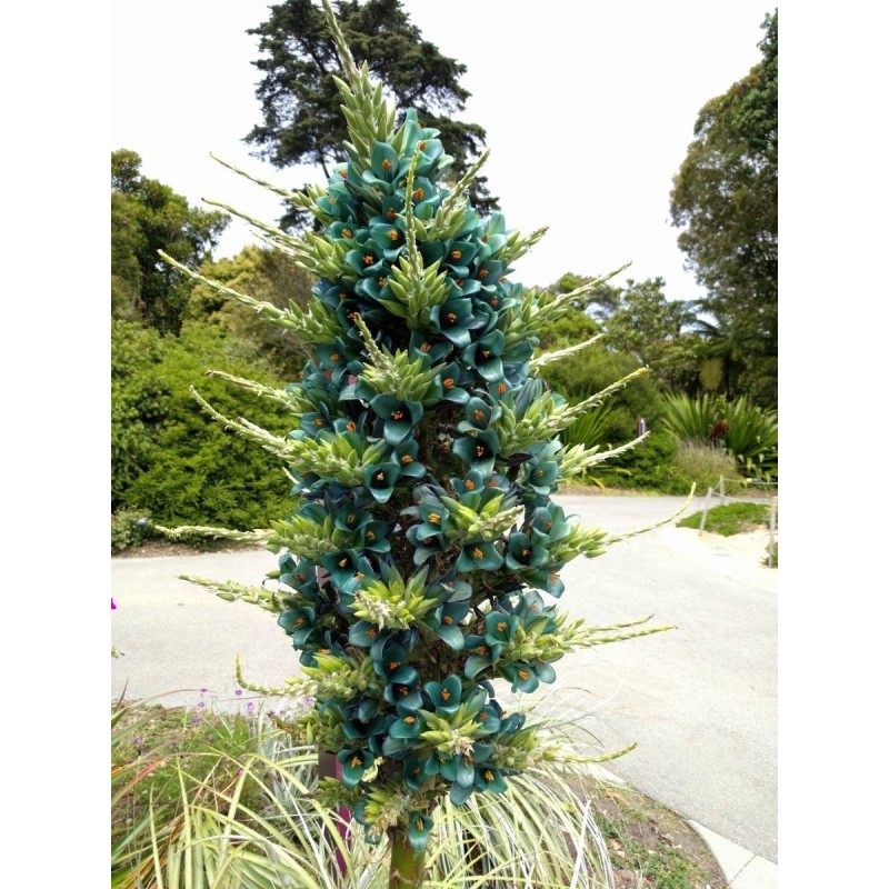 Semi blu di Puya (Puya berteroniana) | Seeds Shop Store
