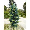 Semi blu di Puya (Puya berteroniana) | Seeds Shop Store