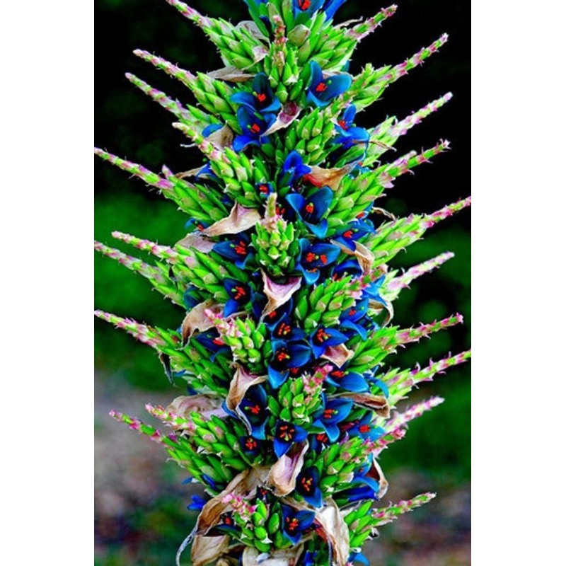 Semi blu di Puya (Puya berteroniana) | Seeds Shop Store