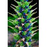 Semi blu di Puya (Puya berteroniana) | Seeds Shop Store