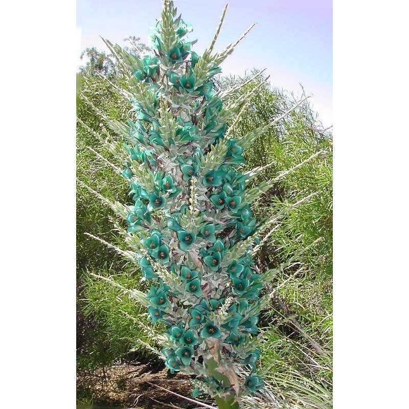 Semi blu di Puya (Puya berteroniana) | Seeds Shop Store