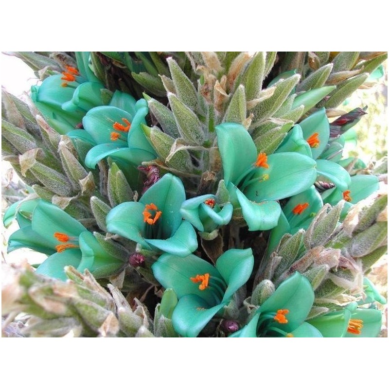 Semi blu di Puya (Puya berteroniana) | Seeds Shop Store