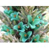 Semi blu di Puya (Puya berteroniana) | Seeds Shop Store