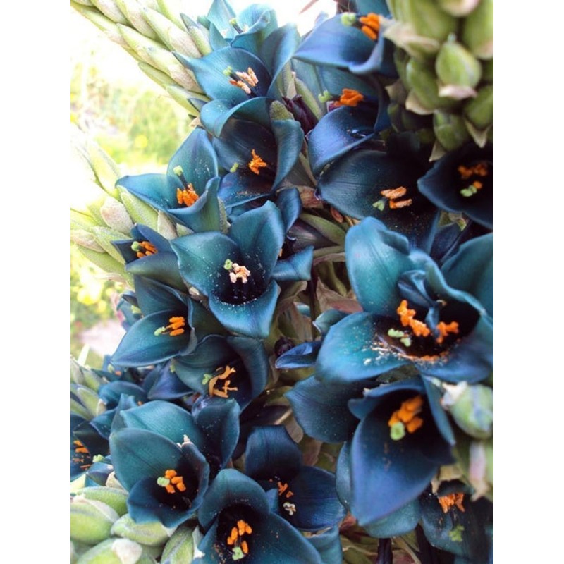 Semi blu di Puya (Puya berteroniana) | Seeds Shop Store