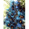 Semi blu di Puya (Puya berteroniana) | Seeds Shop Store