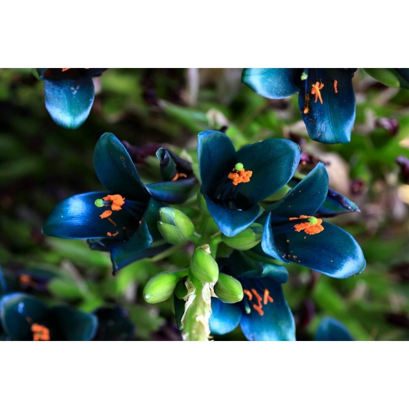 Semi blu di Puya (Puya berteroniana) | Seeds Shop Store