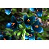 Semi blu di Puya (Puya berteroniana) | Seeds Shop Store