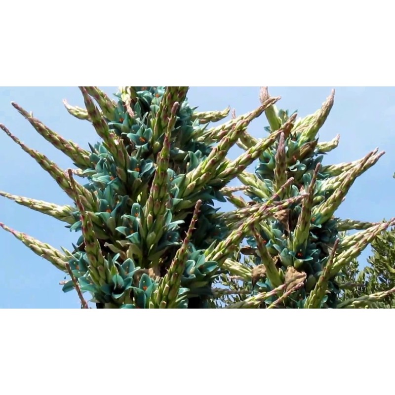 Semi blu di Puya (Puya berteroniana) | Seeds Shop Store