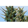 Semi blu di Puya (Puya berteroniana) | Seeds Shop Store