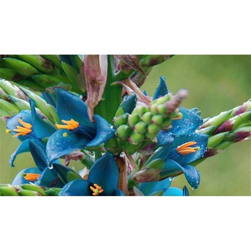 Semi blu di Puya (Puya berteroniana) | Seeds Shop Store