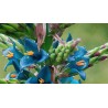 Semi blu di Puya (Puya berteroniana) | Seeds Shop Store