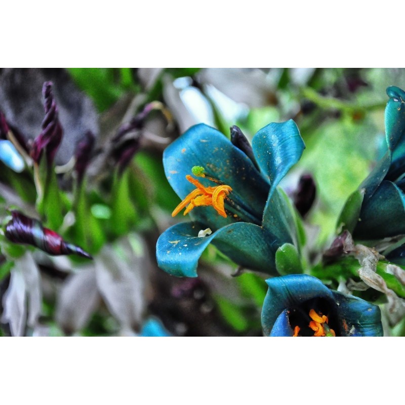 Semi blu di Puya (Puya berteroniana) | Seeds Shop Store