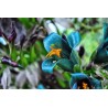 Semi blu di Puya (Puya berteroniana) | Seeds Shop Store