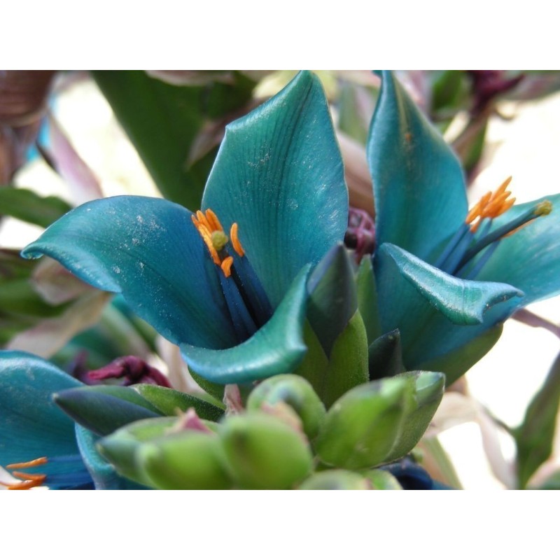 Semi blu di Puya (Puya berteroniana) | Seeds Shop Store