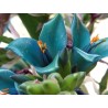 Semi blu di Puya (Puya berteroniana) | Seeds Shop Store