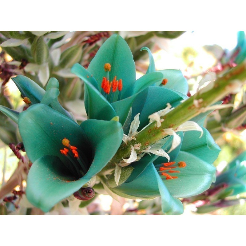 Semi blu di Puya (Puya berteroniana) | Seeds Shop Store