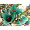 Semi blu di Puya (Puya berteroniana) | Seeds Shop Store