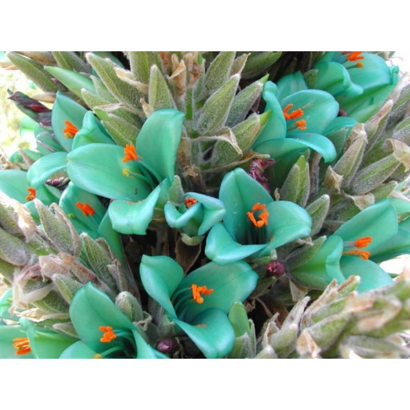 Semi blu di Puya (Puya berteroniana) | Seeds Shop Store