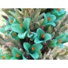 Semi blu di Puya (Puya berteroniana) | Seeds Shop Store