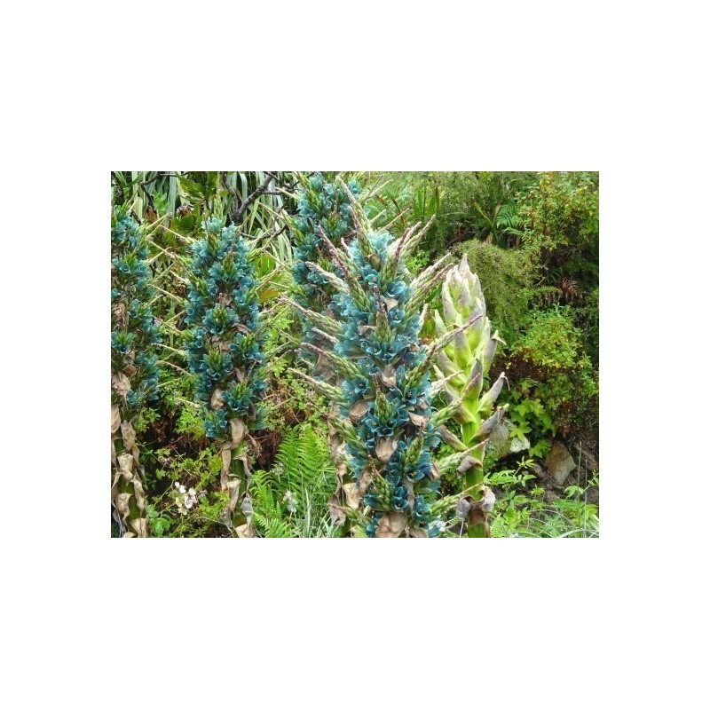 Semi blu di Puya (Puya berteroniana) | Seeds Shop Store