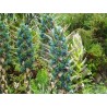 Semi blu di Puya (Puya berteroniana) | Seeds Shop Store