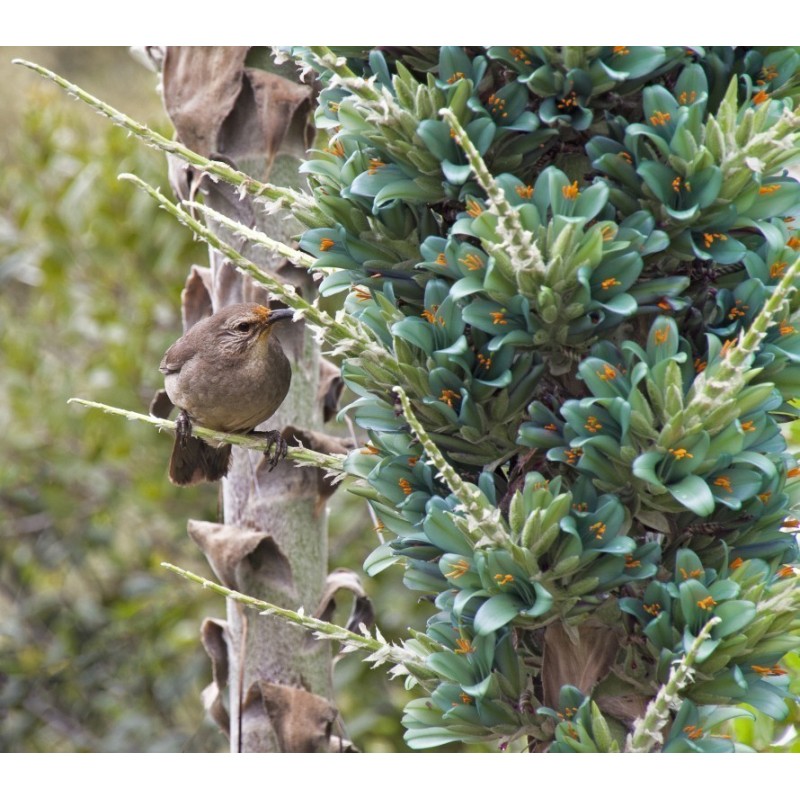 Semi blu di Puya (Puya berteroniana) | Seeds Shop Store