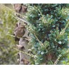 Semi blu di Puya (Puya berteroniana) | Seeds Shop Store
