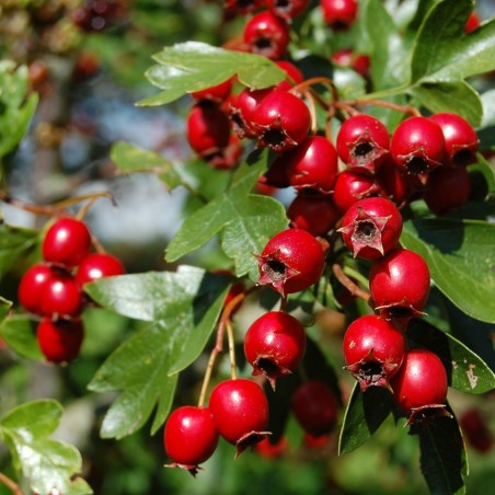 Hawthorn, Thornapple, May-tree Seeds (Crataegus) | Seeds Shop Store