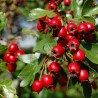 Hawthorn, Thornapple, May-tree Seeds (Crataegus) | Seeds Shop Store
