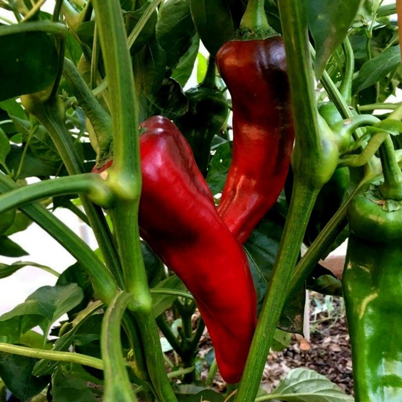 Corno di Toro Rosso Sweet Pepper Seeds | Seeds Shop Store
