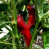 Corno di Toro Rosso Sweet Pepper Seeds | Seeds Shop Store