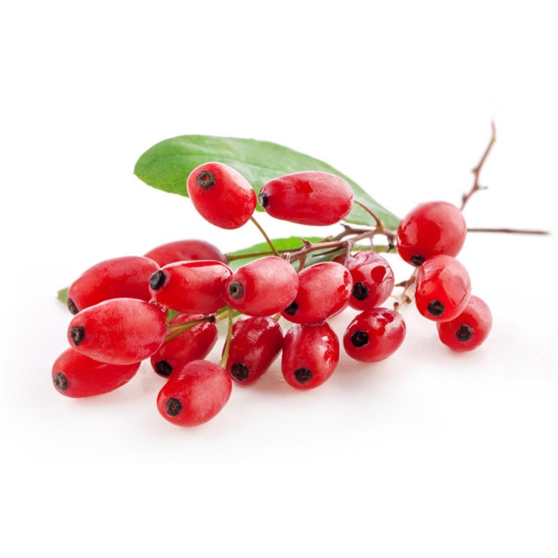European barberry - simply Barberry Seeds | Seeds Shop Store