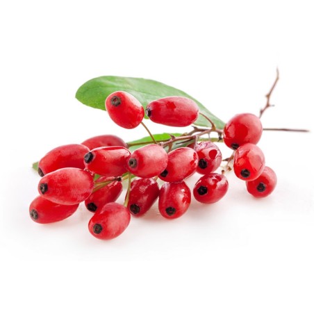 European barberry - simply Barberry Seeds | Seeds Shop Store