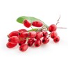European barberry - simply Barberry Seeds | Seeds Shop Store