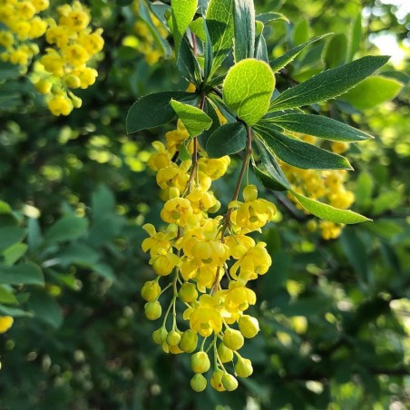 European barberry - simply Barberry Seeds | Seeds Shop Store