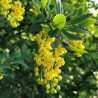 European barberry - simply Barberry Seeds | Seeds Shop Store
