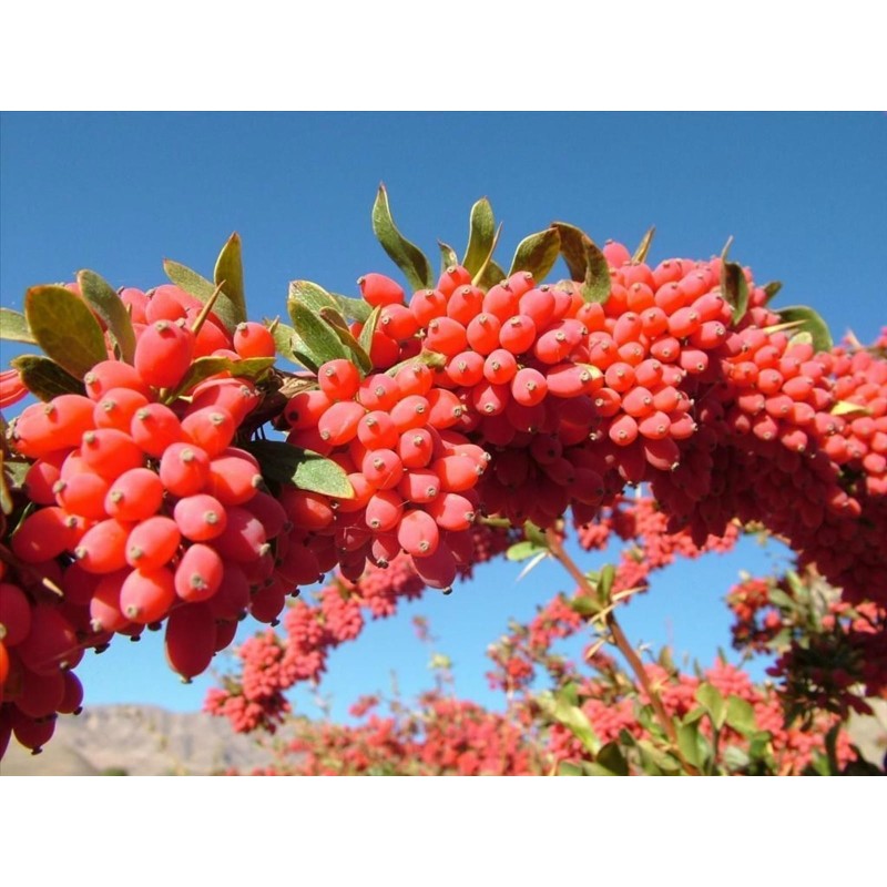European barberry - simply Barberry Seeds | Seeds Shop Store