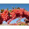 European barberry - simply Barberry Seeds | Seeds Shop Store