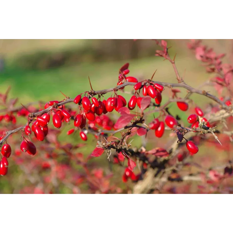 European barberry - simply Barberry Seeds | Seeds Shop Store