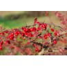 European barberry - simply Barberry Seeds | Seeds Shop Store