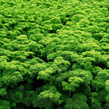 Parsley Seeds Mooskrause 2 | Seeds Shop Store
