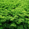 Parsley Seeds Mooskrause 2 | Seeds Shop Store