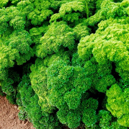 Parsley Seeds Mooskrause 2 | Seeds Shop Store