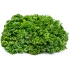 Parsley Seeds Mooskrause 2 | Seeds Shop Store