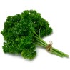 Parsley Seeds Mooskrause 2 | Seeds Shop Store